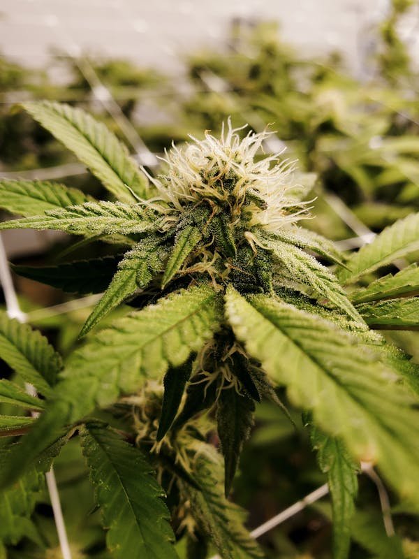 Fleurs de chanvre bio : qualité, variété et prix attractifs